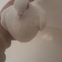 کبوتر نر او ماده|پرنده|ملایر, |دیوار