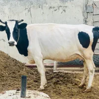 گاو هلشتاین اصل در قیمت یک گوساله