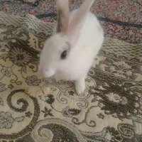 خرگوش کوچیک