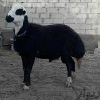 گوسفند زنده همراه با قصاب