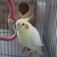 طوطی عروس هلندی جفت معاوضه بامینا سخنگو