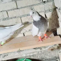 جفت طوقی|پرنده|رامشیر, |دیوار