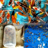 کوی ، دروازه ورود ثروت و برکت