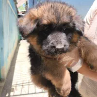 فروش توله شیانلو بسیار زیبا و اصل ژرمن موبلند|سگ|اصفهان, مرداویج|دیوار