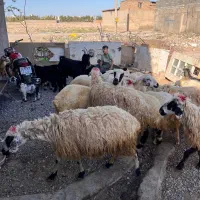 گوسفنداذربایجان