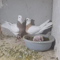 کبوتر طوقی رنگی|پرنده|ساوه, |دیوار