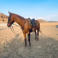 اسب ورزشی (تبریز)