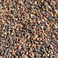 کنجدخام محلی کیلو ۲۳۰|خوردنی و آشامیدنی|نیشابور, مدرس|دیوار