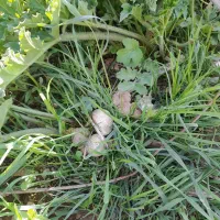 قبول پاک کردن و خرد کردن سبزیجات