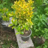 شمشاد طلایی و سبز