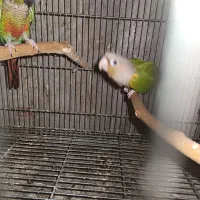 جوجه گرینچیک گیرینچیک