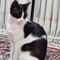 واگذاری گربه ماده عقیم شده