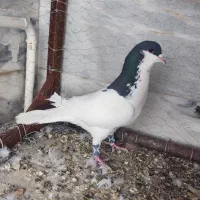 کبوتر روسری نر سرحال مست