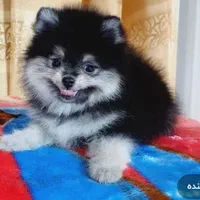 سگ پامر بلک اندترن
