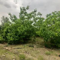 کارگر باغ اتباع