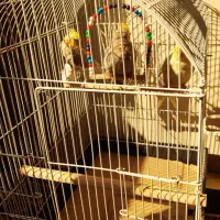 ۳ عدد عروس هلندی