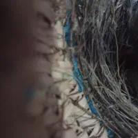 جوجه مینا افغانی شاه تخم