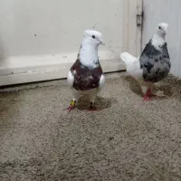 طوق هفت رنگ