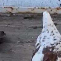 ی پشت سرخ تهرانی گم کردم