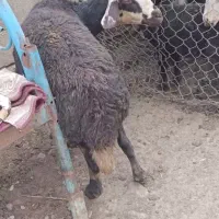 میش بره شیشک اصیل