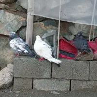 کبوتر|پرنده|مریوان, |دیوار