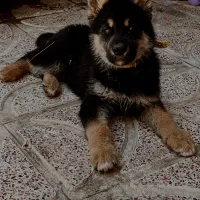 سگ ژرمن شپرد