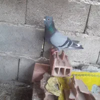 کبوتر سبز  نر کاکلی