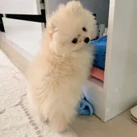 دختر کوچولو زیبا عروسک