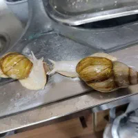 حلزون آلبینو