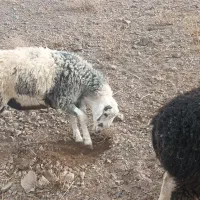 بره نر|حیوانات مزرعه|شاخنات, |دیوار