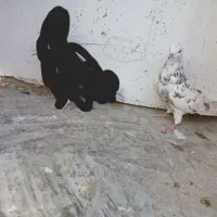 کفتر پرشی|پرنده|آران و بیدگل, |دیوار