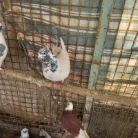 کبوتر|پرنده|تبریز, |دیوار