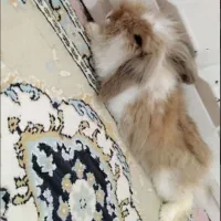خرگوش