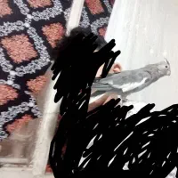 گمشده یک جفت عروس