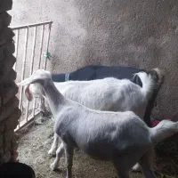 چند عدد بز سانن