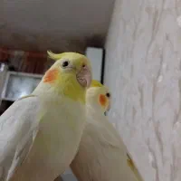 عروس ماده معاوضه بانر