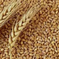 گندم پیشگام امسال