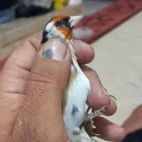 سهره باغملک چها گل و خال حلب