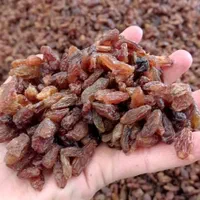 فروش کشمش خوراکی و آبگیری