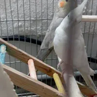 «*یک البینو کشیده جون و خش به فروش میرسد*»