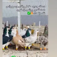 گمشده|پرنده|نیشابور, دربقاضی|دیوار