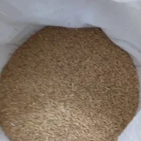 گندم دیمه