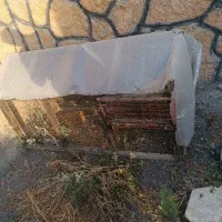 اقول مرغ چوبی