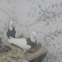 طوقی هفت رنگ وسیاه