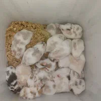 همستر خوشرنگ