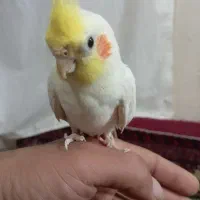 جفت عروس هلندی لوتینو