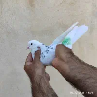 کبوتر کفتر نر خال سبز قلمی گرفتنی