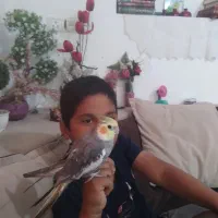 یک عددعروس هلندی سرحال وسالم|پرنده|شیراز, شهرک کوشکک|دیوار