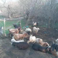 بزوبزغاله برای فروش ۳۶عدد