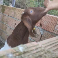 بز شیری مولد ابستن|حیوانات مزرعه|بهشهر, |دیوار